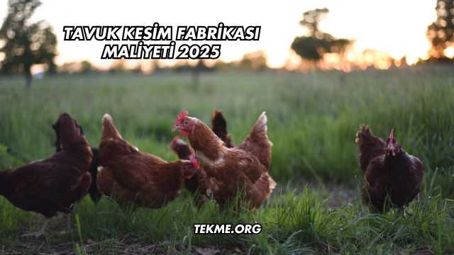 Tavuk Kesim Fabrikası Maliyeti 2025