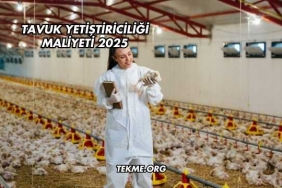 Tavuk Yetiştiriciliği Maliyeti 2025