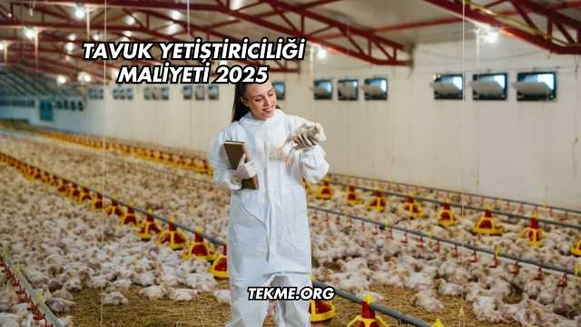 Tavuk Yetiştiriciliği Maliyeti 2025