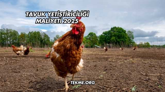 Tavuk Yetiştiriciliği Maliyeti 2025