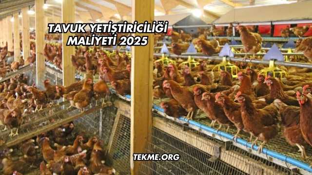 Tavuk Yetiştiriciliği Maliyeti 2025