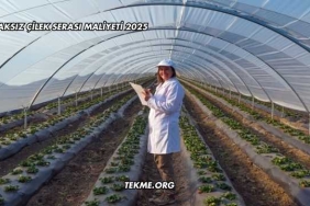 Topraksız Çilek Serası Maliyeti 2025