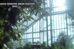 Topraksız Domates Serası Maliyeti 2025