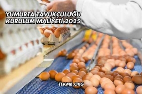 Yumurta Tavukçuluğu Kurulum Maliyeti 2025
