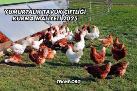 Yumurtalık Tavuk Çiftliği Kurma Maliyeti 2025