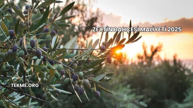 Zeytin Bahçesi Maliyeti 2025