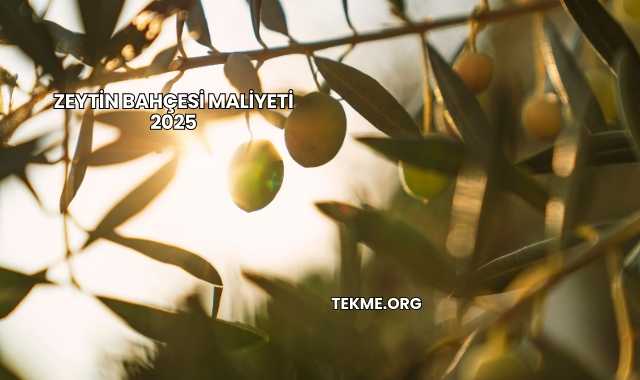 Zeytin Bahçesi Maliyeti 2025