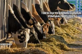 1 Besi Hayvanının Günlük Yem Maliyeti 2025
