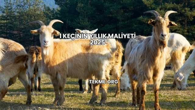 1 Keçinin Yıllık Maliyeti 2025