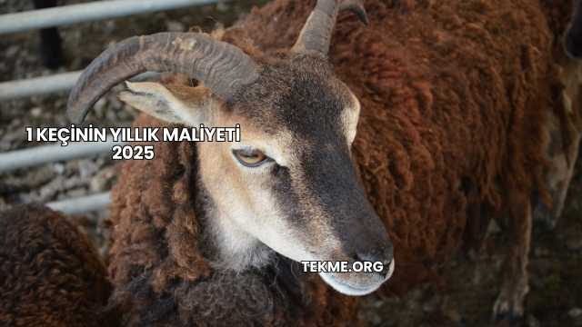 1 Keçinin Yıllık Maliyeti 2025