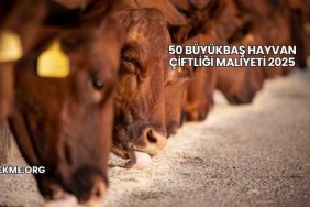 50 Büyükbaş Hayvan Çiftliği Maliyeti 2025