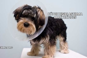 Köpek Kısırlaştırma Maliyeti 2025