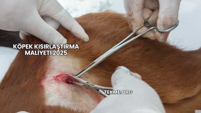 Köpek Kısırlaştırma Maliyeti 2025