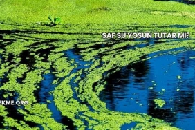 Saf Su Yosun Tutar mı?
