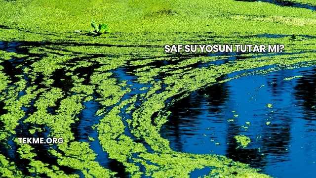 Saf Su Yosun Tutar mı?