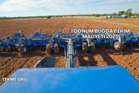 1 Dönüm Buğday Ekim Maliyeti 2025