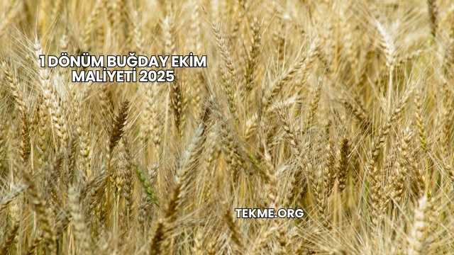 1 Dönüm Buğday Ekim Maliyeti 2025