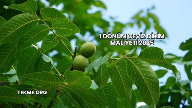 1 Dönüm Ceviz Dikim Maliyeti 2025