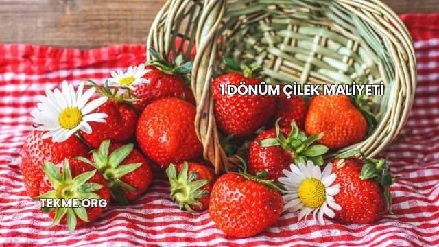 1 Dönüm Çilek Maliyeti