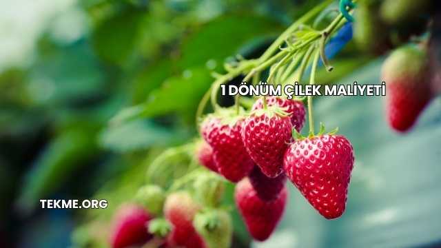1 Dönüm Çilek Maliyeti