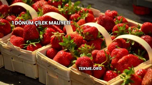 1 Dönüm Çilek Maliyeti