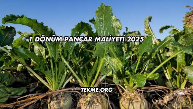 1 Dönüm Pancar Maliyeti 2025