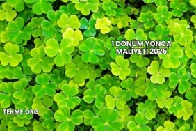 1 Dönüm Yonca Maliyeti 2025
