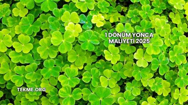 1 Dönüm Yonca Maliyeti 2025