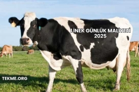 1 İnek Günlük Maliyeti 2025