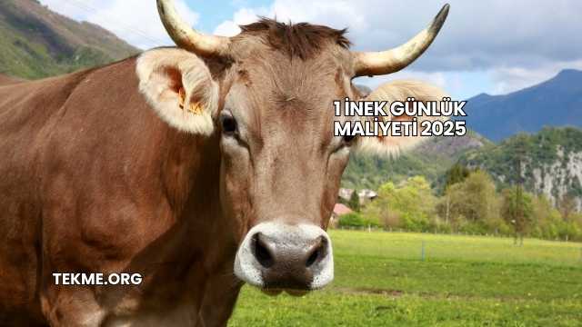 1 İnek Günlük Maliyeti 2025