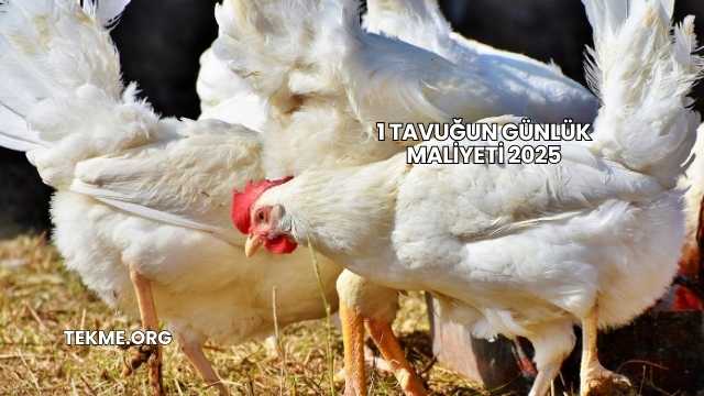 1 Tavuğun Günlük Maliyeti 2025