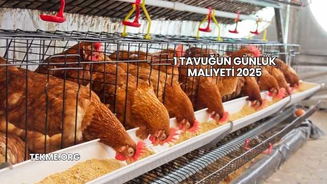 1 Tavuğun Günlük Maliyeti 2025