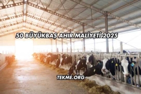 50 Büyükbaş Ahır Maliyeti 2025