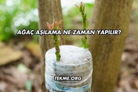 Ağaç Aşılama Ne Zaman Yapılır?