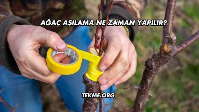 Ağaç Aşılama Ne Zaman Yapılır?