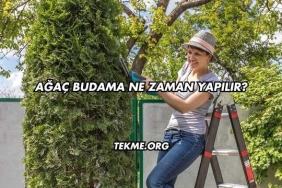 Ağaç Budama Ne Zaman Yapılır?