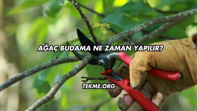 Ağaç Budama Ne Zaman Yapılır?