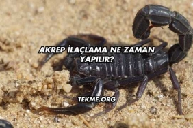 Akrep İlaçlama Ne Zaman Yapılır?