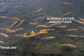 Alabalık Çiftliği Maliyeti 2025