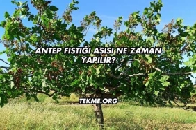Antep Fıstığı Aşısı Ne Zaman Yapılır?