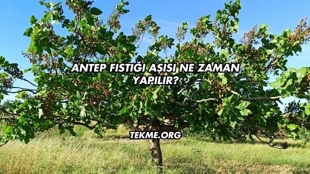 Antep Fıstığı Aşısı Ne Zaman Yapılır?