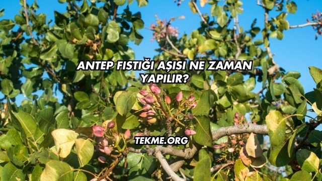 Antep Fıstığı Aşısı Ne Zaman Yapılır?