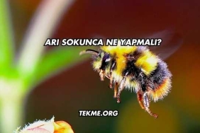 Arı Sokunca Ne Yapmalı?