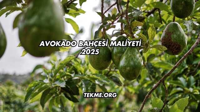Avokado Bahçesi Maliyeti 2025