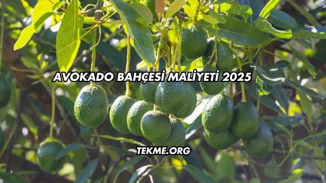 Avokado Bahçesi Maliyeti 2025