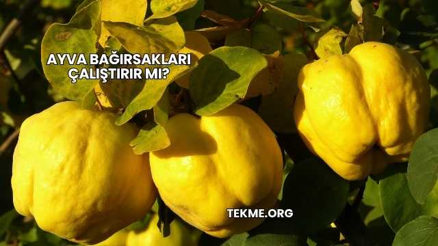 Ayva Bağırsakları Çalıştırır mı?