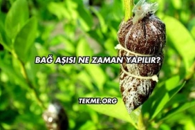 Bağ Aşısı Ne Zaman Yapılır