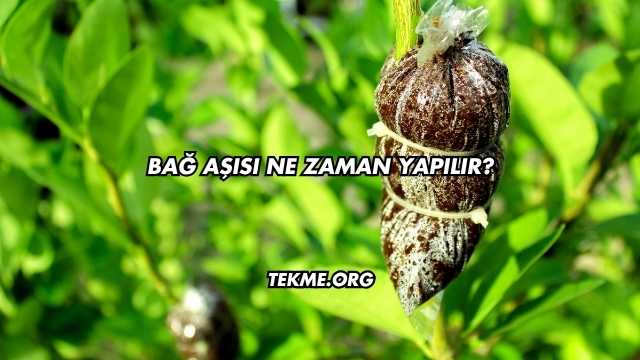 Bağ Aşısı Ne Zaman Yapılır