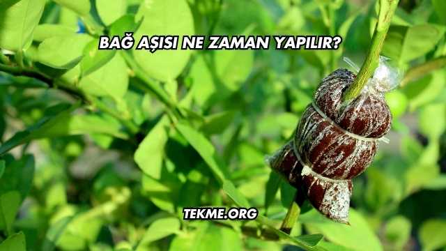 Bağ Aşısı Ne Zaman Yapılır