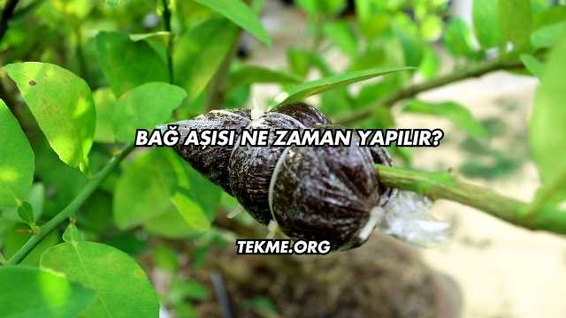 Bağ Aşısı Ne Zaman Yapılır
